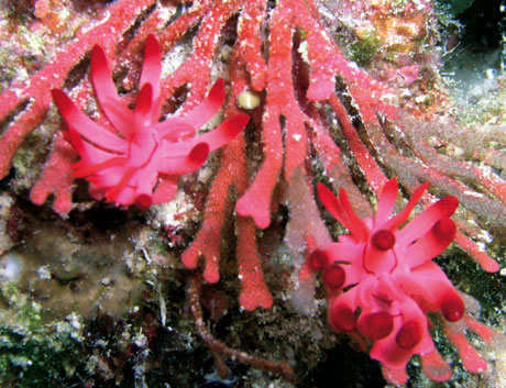 Pink Nudibranch